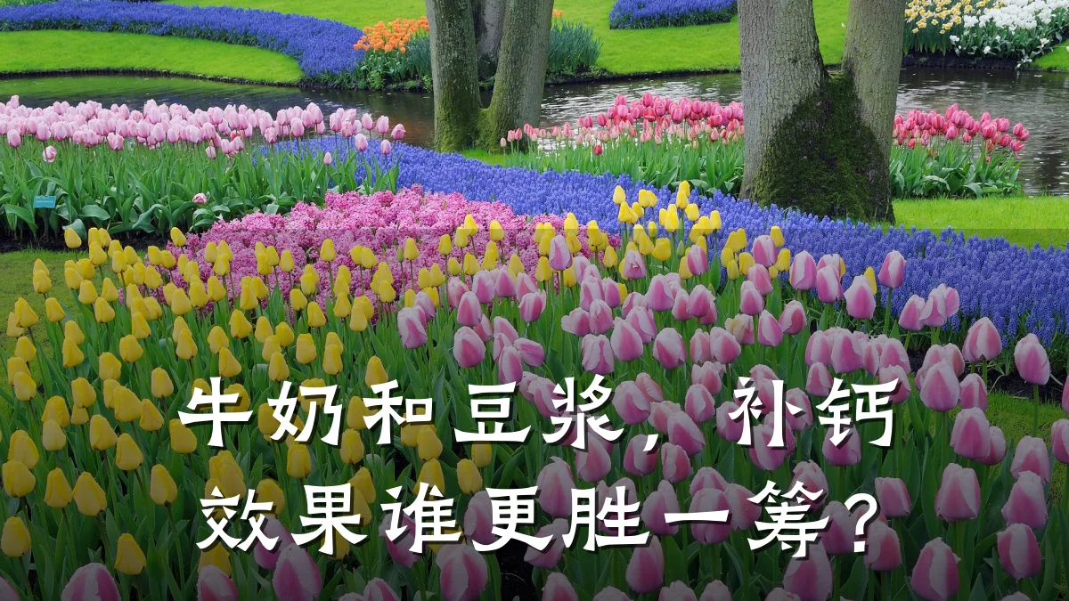 牛奶和豆浆，补钙效果谁更胜一筹？